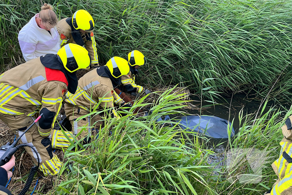 Brandweer ingezet voor paard te water