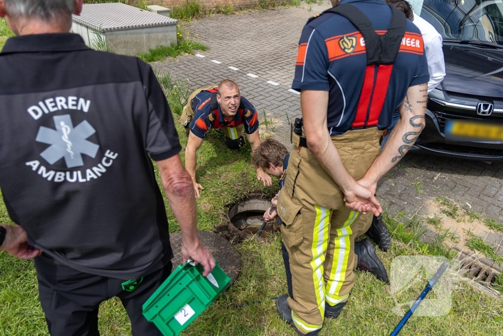 Twee waterhoentjes gevangen door de brandweer