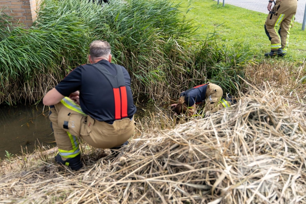 Twee waterhoentjes gevangen door de brandweer