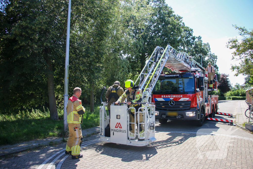 Brandweer redt poes uit boom