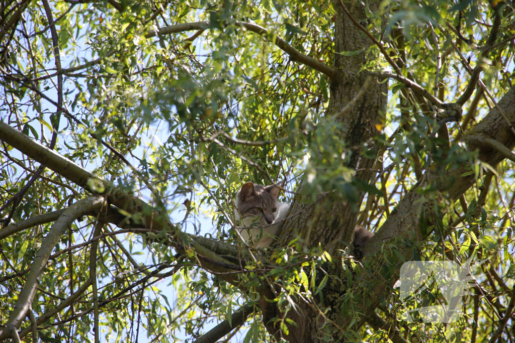 Brandweer redt poes uit boom