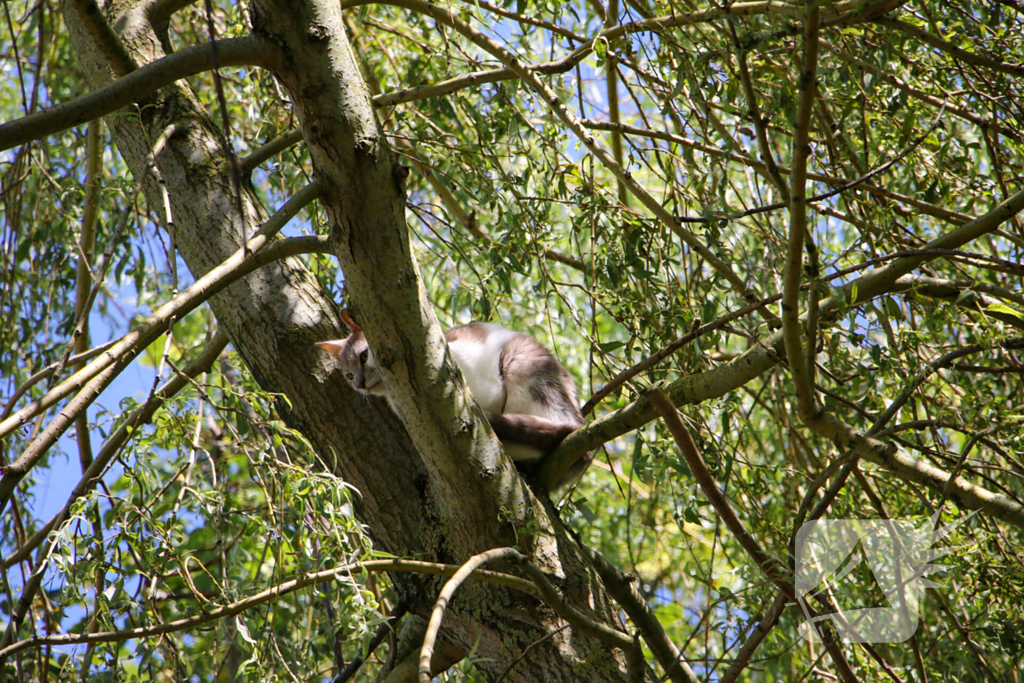 Brandweer redt poes uit boom