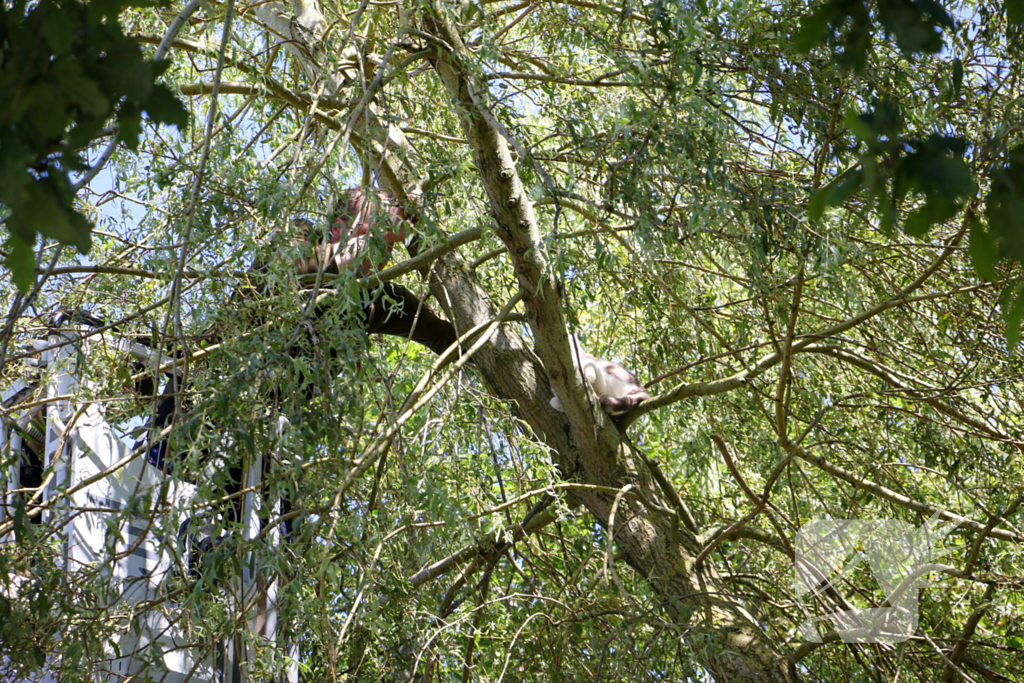 Brandweer redt poes uit boom