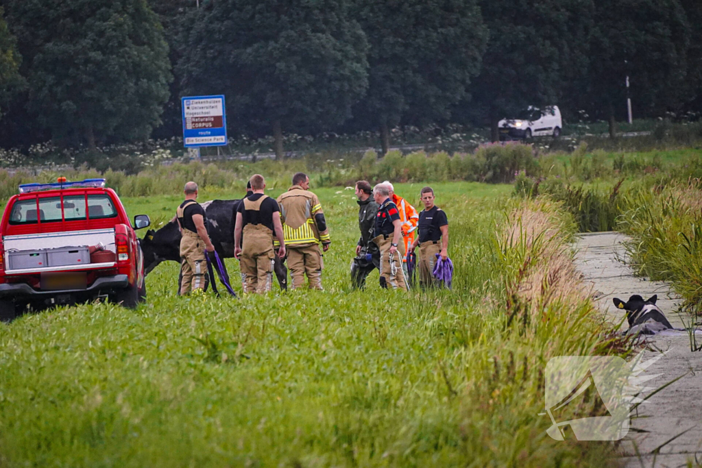 Twee koeien door brandweer uit sloot gered