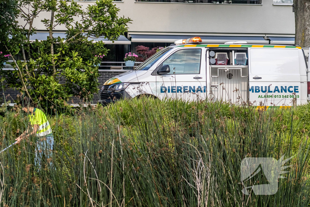 Verstrikte waterhoen laat zich niet vangen