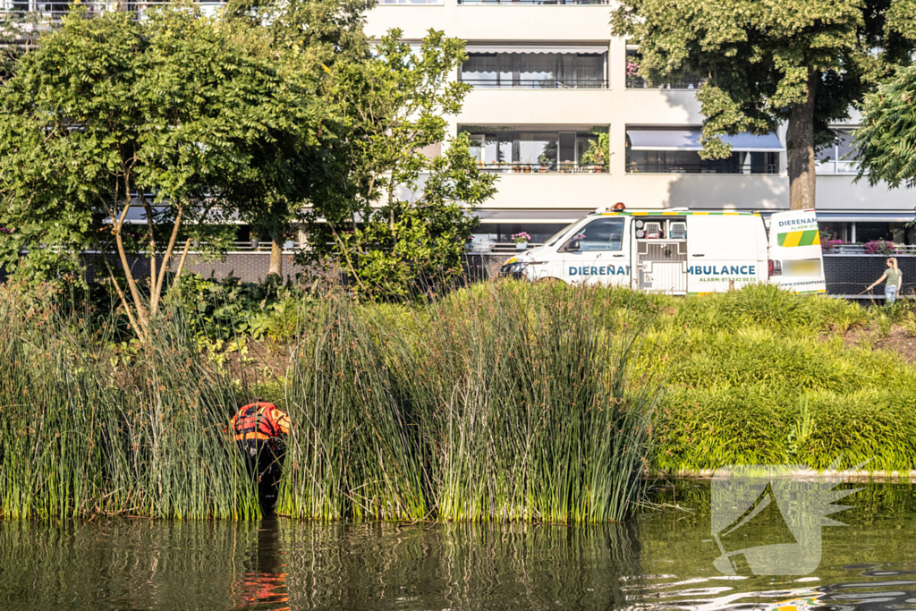 Verstrikte waterhoen laat zich niet vangen