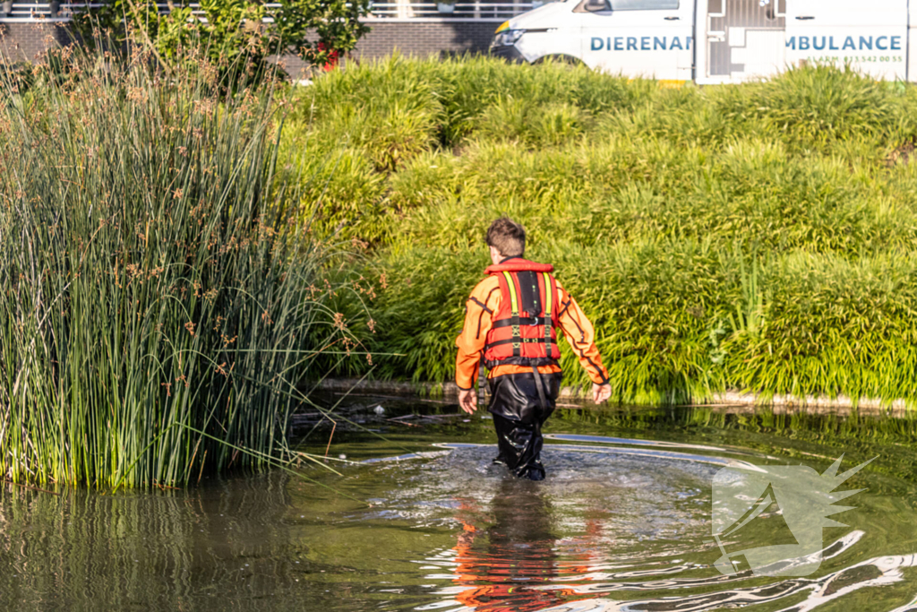 Verstrikte waterhoen laat zich niet vangen