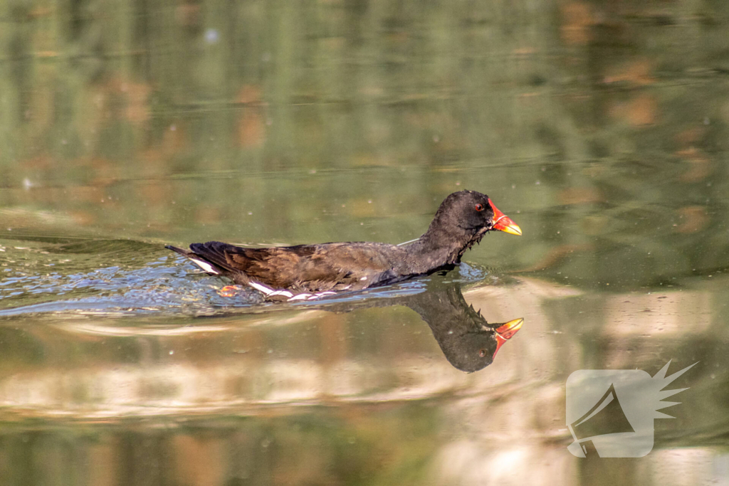 Verstrikte waterhoen laat zich niet vangen