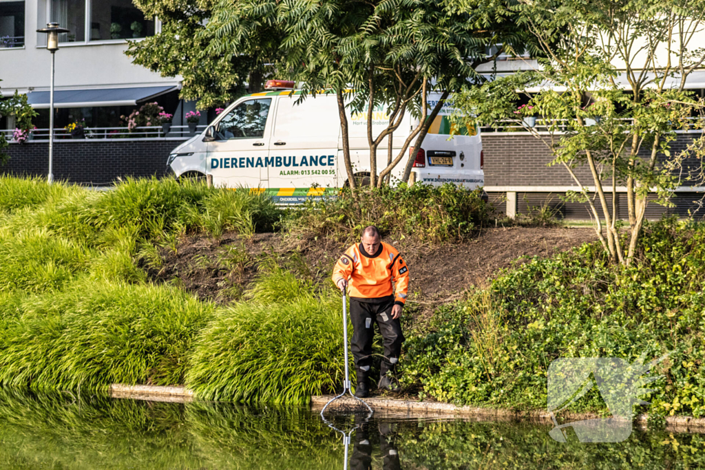 Verstrikte waterhoen laat zich niet vangen