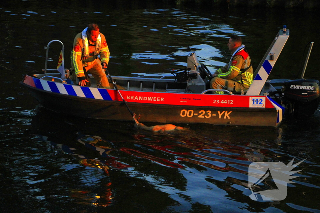 Brandweer haalt overleden ree uit het water