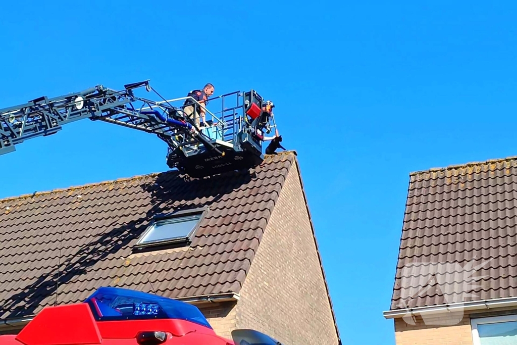 Brandweer haalt kat van dak