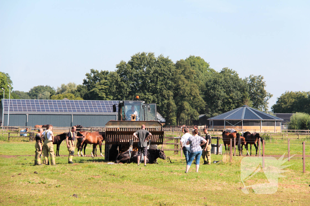 Brandweer schiet paard in problemen te hulp