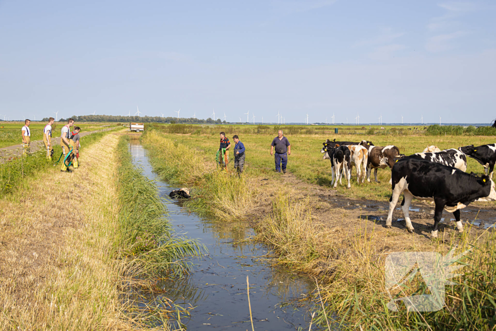 Koe vast in de sloot