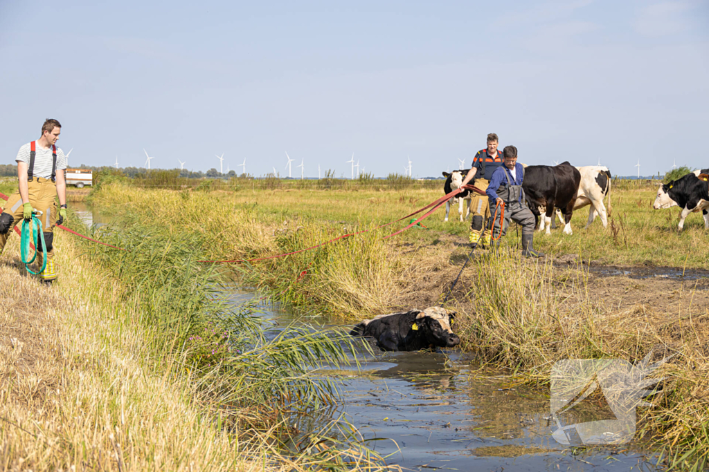 Koe vast in de sloot