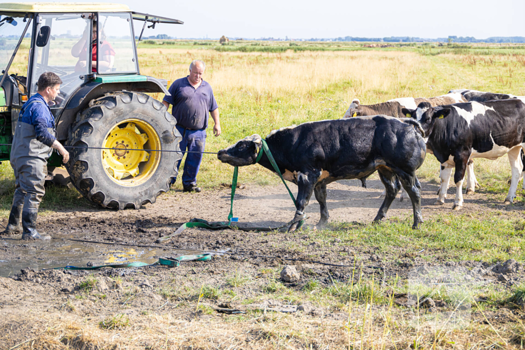 Koe vast in de sloot