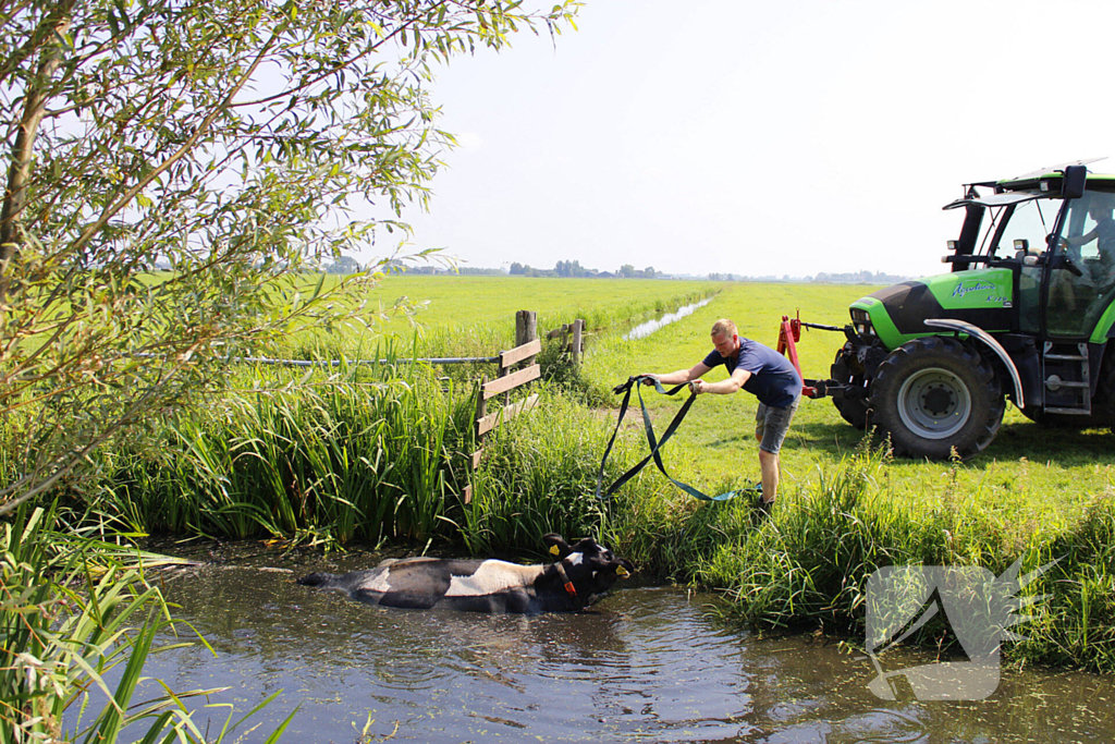 Brandweer ingezet voor koe te water