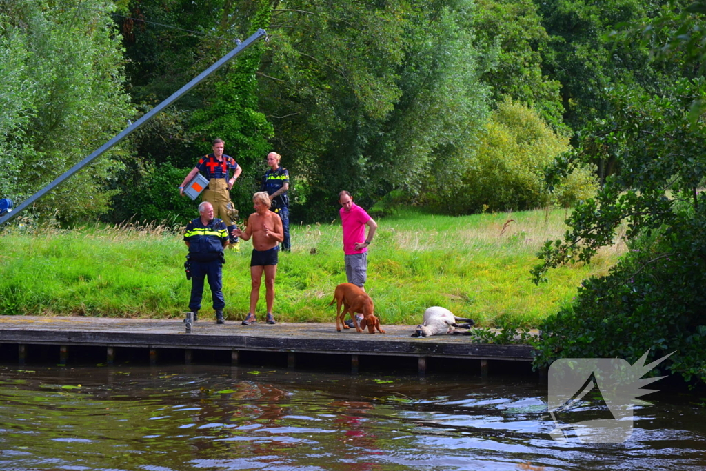 Brandweer haalt te water geraakte schapen uit het water