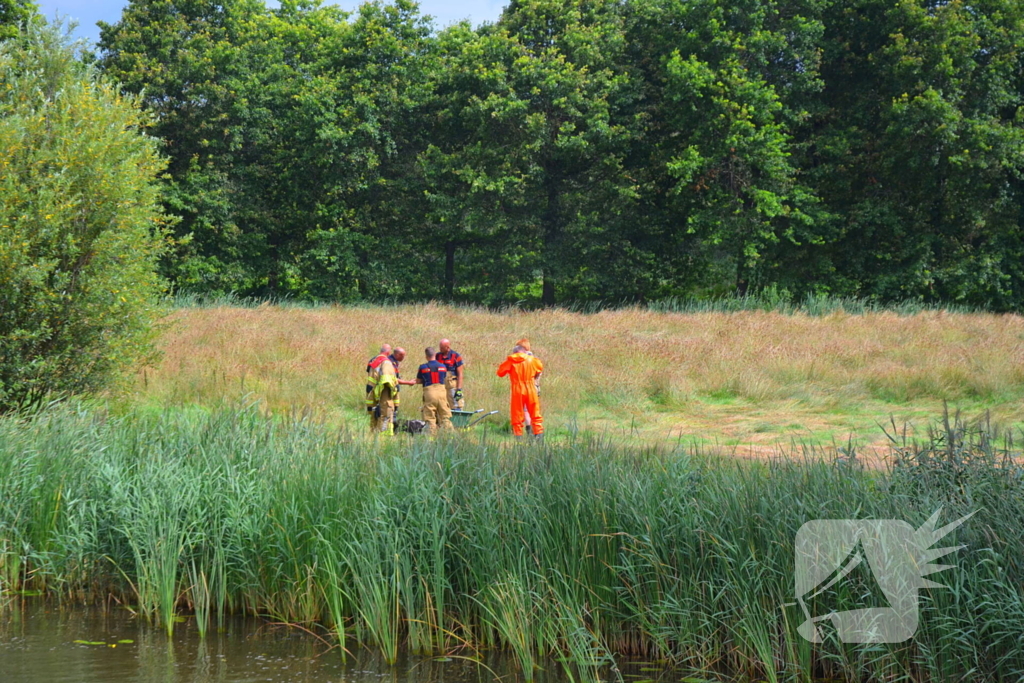 Brandweer haalt te water geraakte schapen uit het water