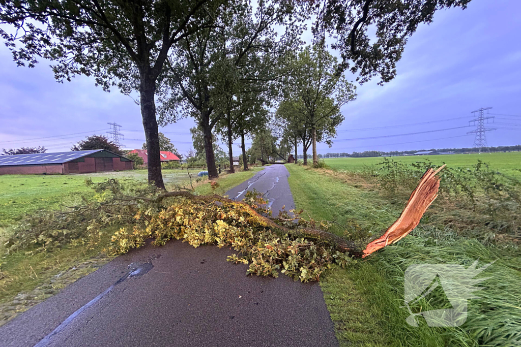 Drie grote bomen omver door harde wind