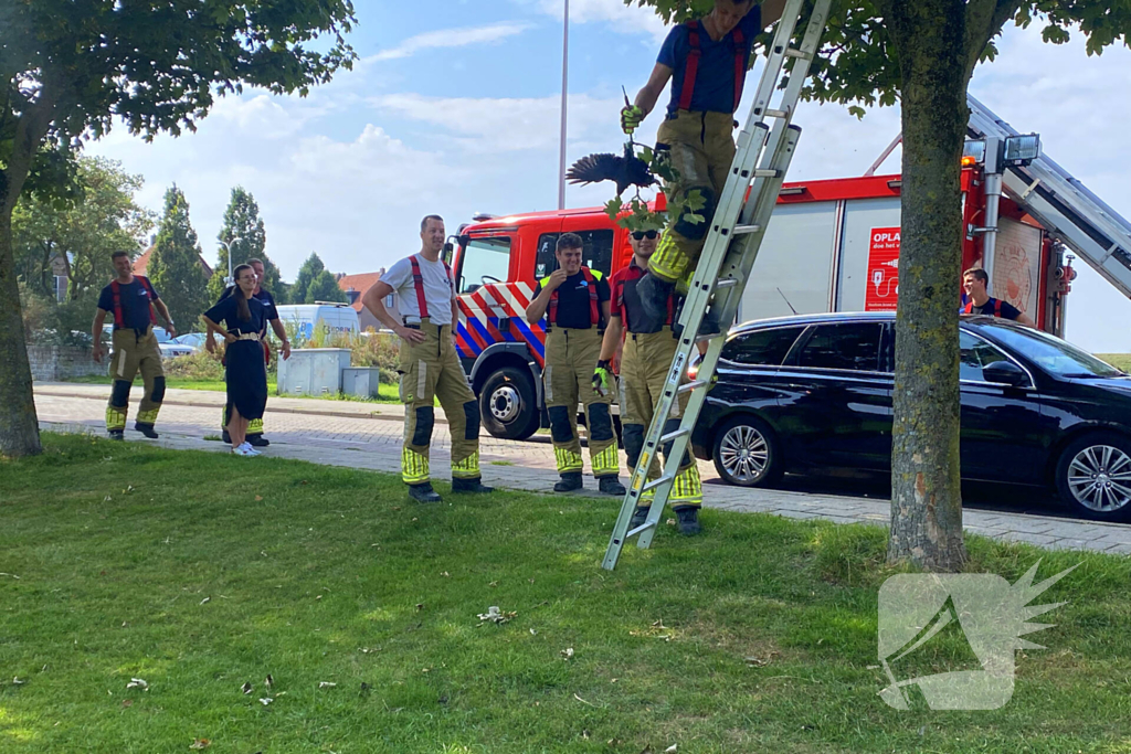 Brandweer redt kraai uit benarde situatie in boom