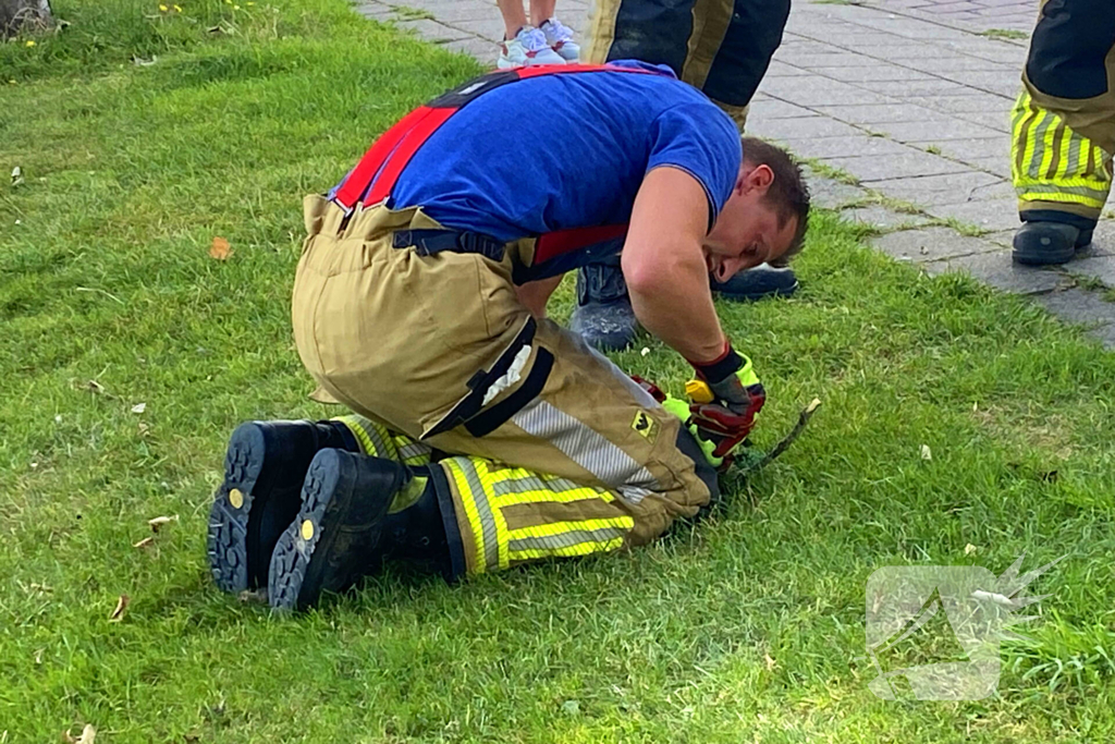 Brandweer redt kraai uit benarde situatie in boom