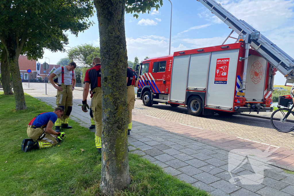 Brandweer redt kraai uit benarde situatie in boom