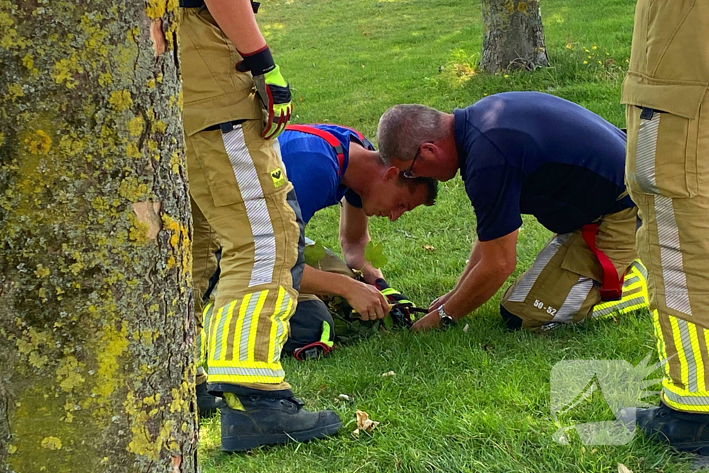 Brandweer redt kraai uit benarde situatie in boom