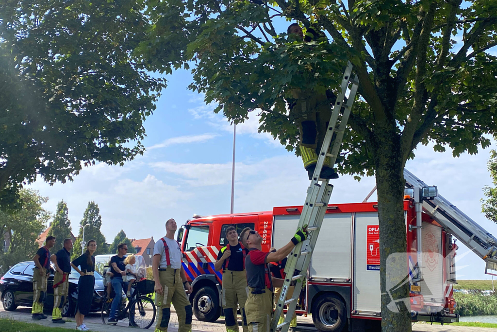 Brandweer redt kraai uit benarde situatie in boom