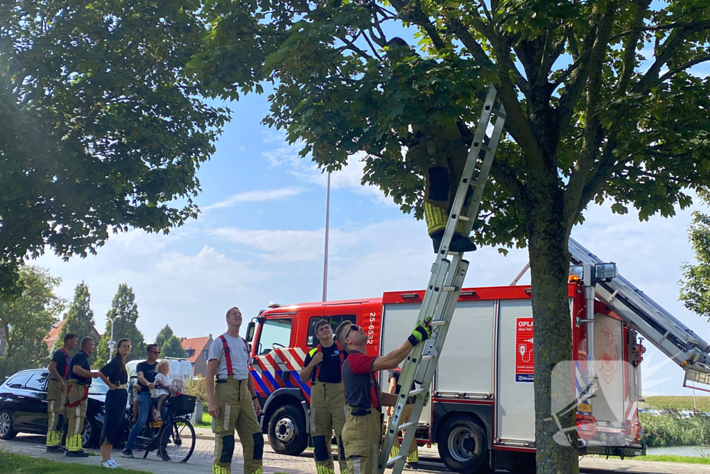 Brandweer redt kraai uit benarde situatie in boom