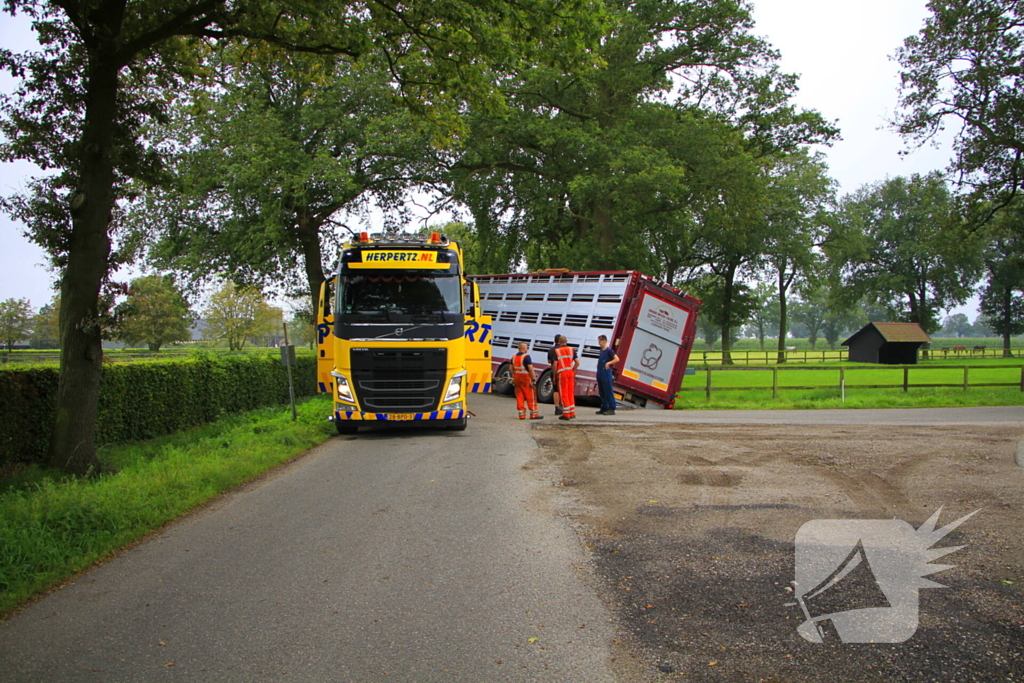 Vrachtwagen met biggen belandt in greppel