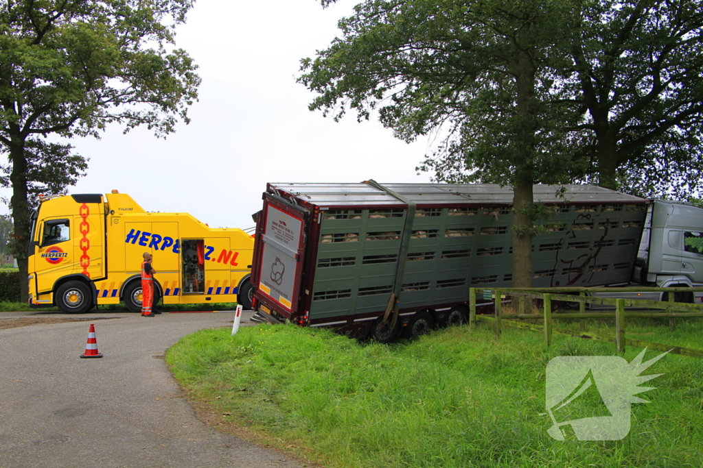 Vrachtwagen met biggen belandt in greppel