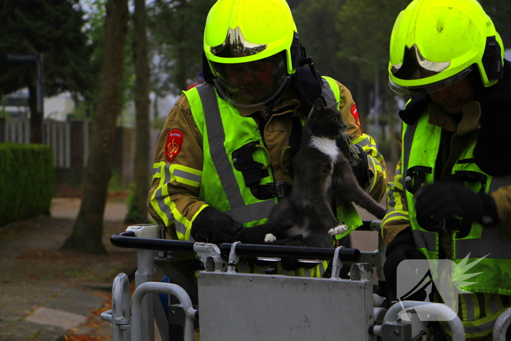 Kat na dagenlang vastzitten gered door brandweer