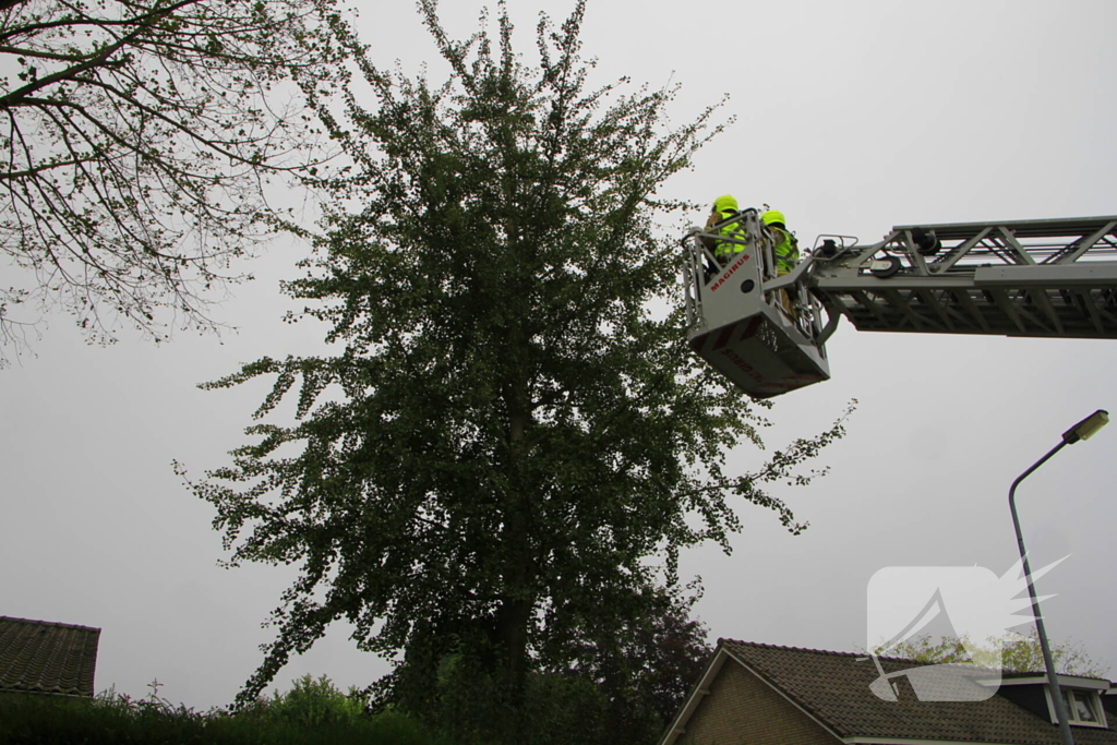 Kat na dagenlang vastzitten gered door brandweer