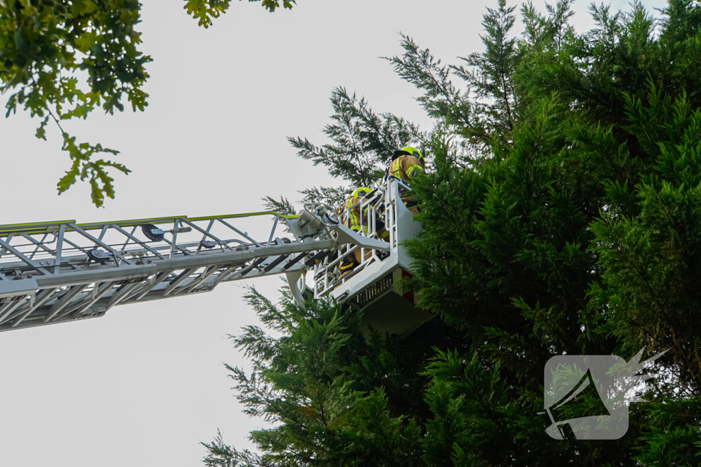 Buurt belt brandweer voor kat in de boom