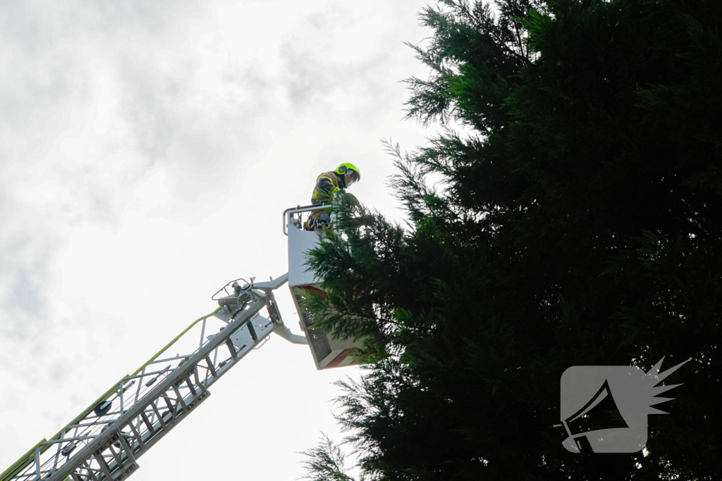 Buurt belt brandweer voor kat in de boom