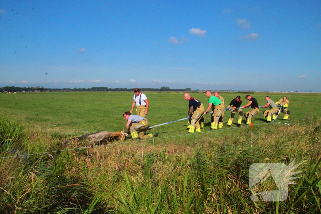 Brandweer haalt Stier uit sloot