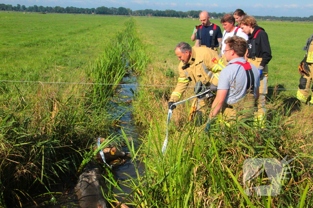 Brandweer haalt Stier uit sloot