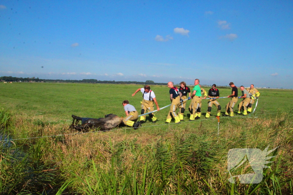 Brandweer haalt Stier uit sloot