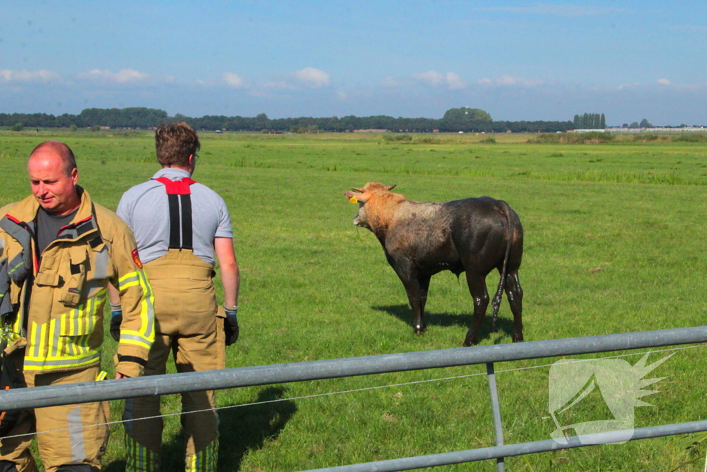 Brandweer haalt Stier uit sloot