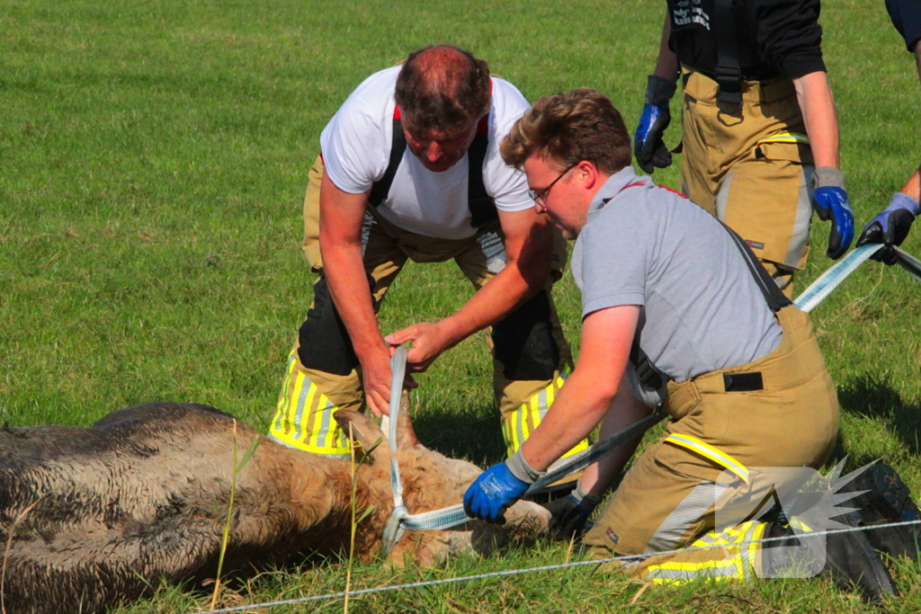 Brandweer haalt Stier uit sloot