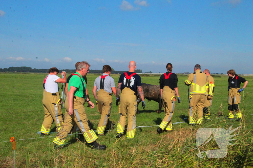 Brandweer haalt Stier uit sloot