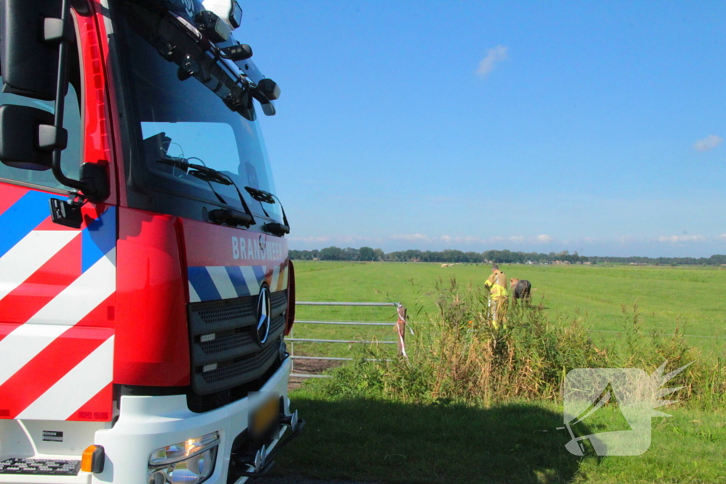 Brandweer haalt Stier uit sloot