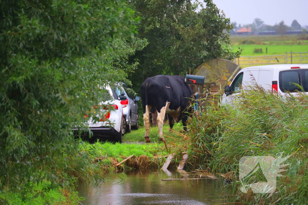 Vrouw aangevallen door stier