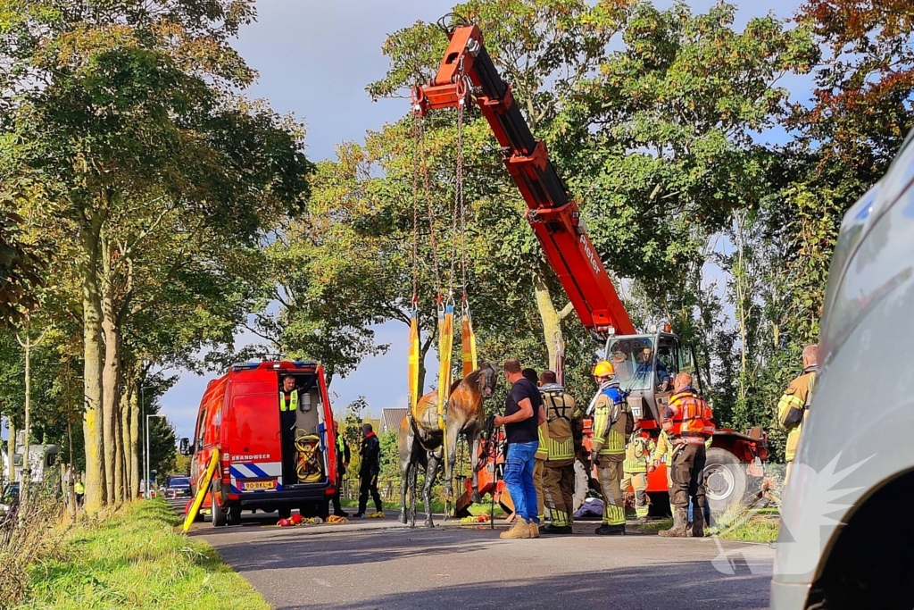 Brandweer haalt met man en macht koppig paard uit sloot