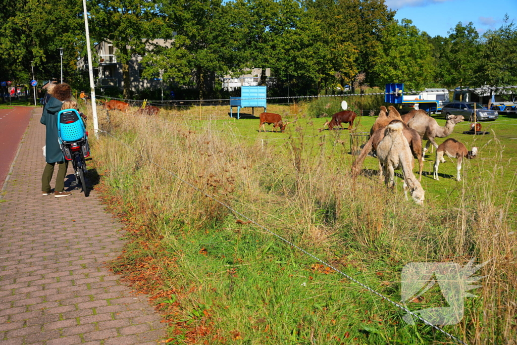 Circus Renz gestart met opbouw circus