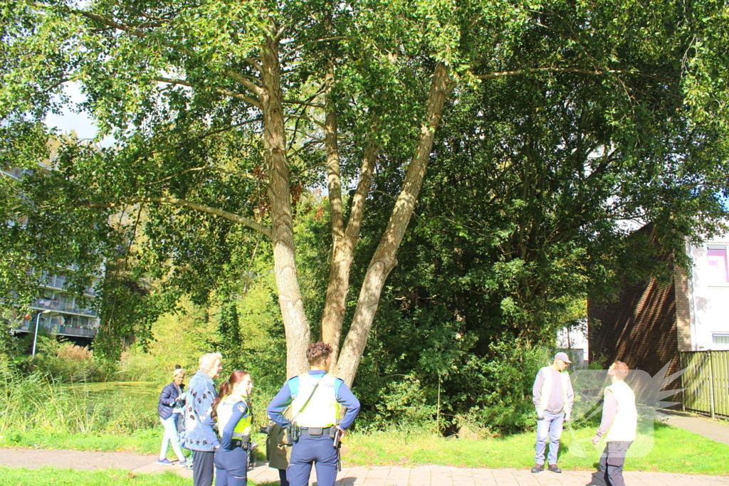 Hoogwerker ingezet voor kat in boom