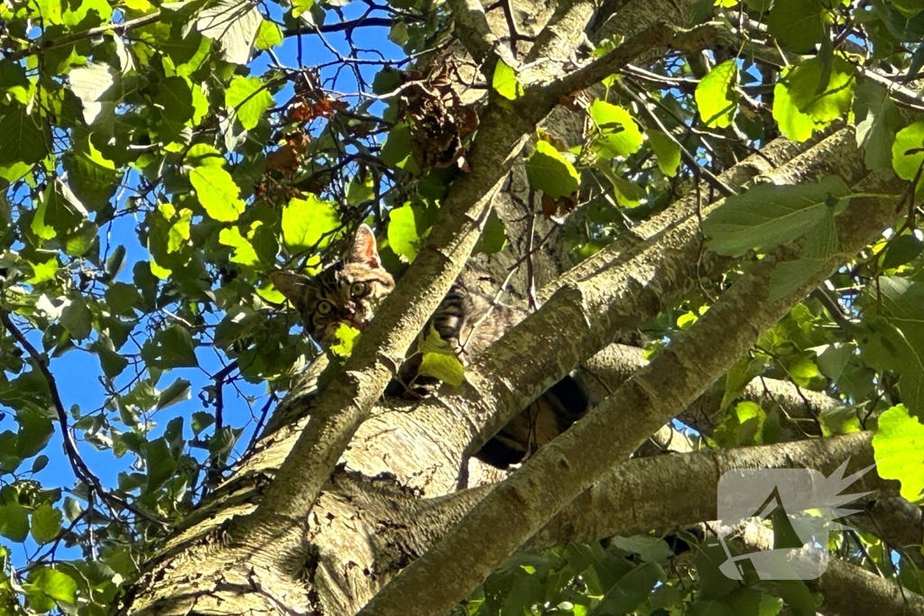 Hoogwerker ingezet voor kat in boom