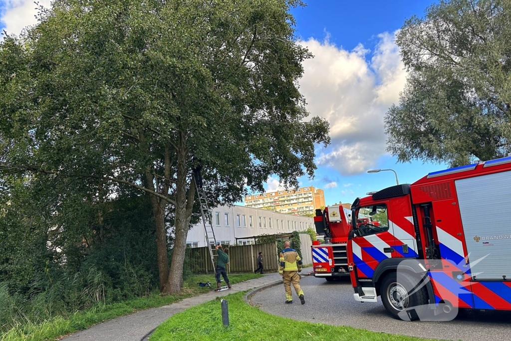 Hoogwerker ingezet voor kat in boom