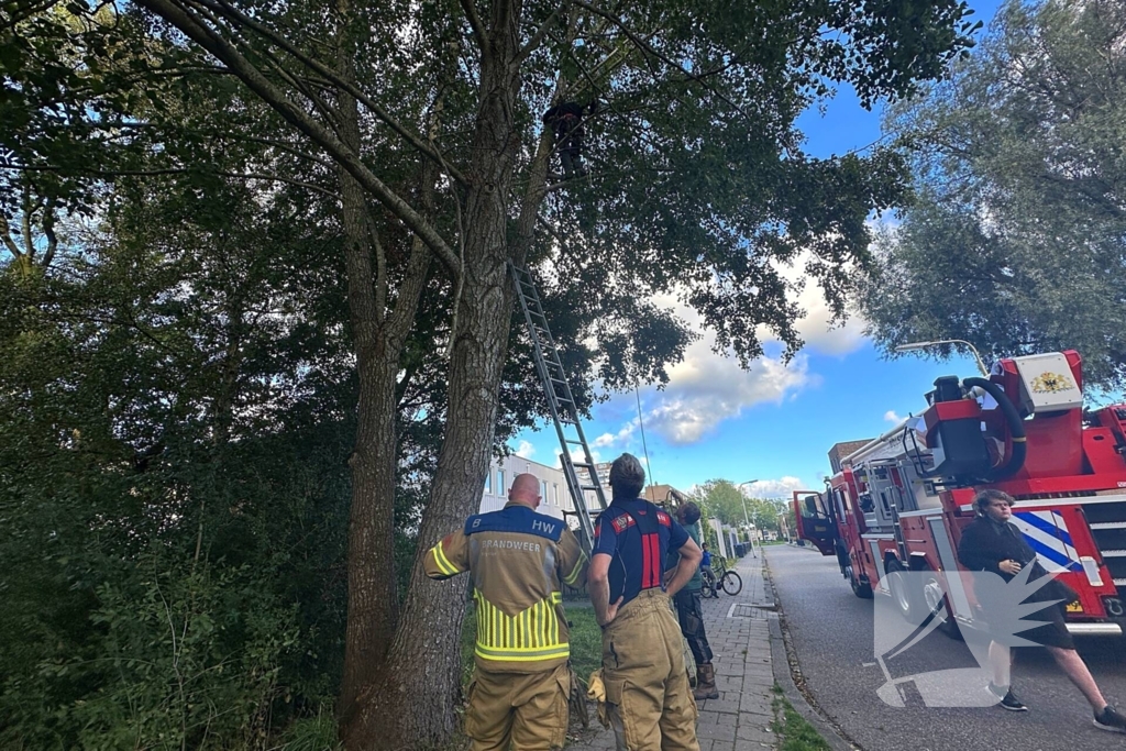 Hoogwerker ingezet voor kat in boom