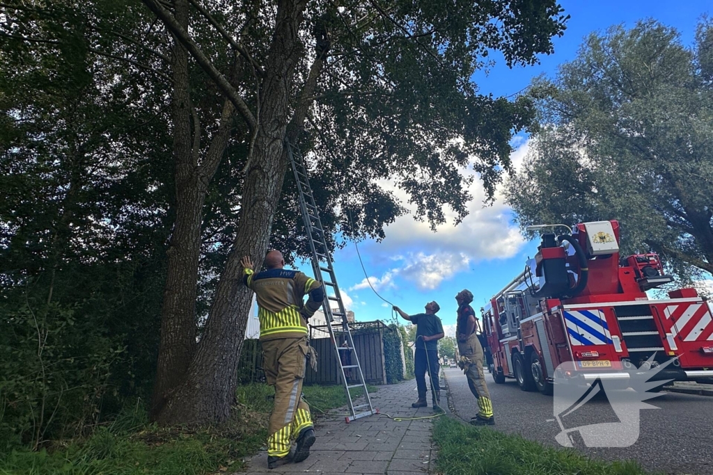 Hoogwerker ingezet voor kat in boom